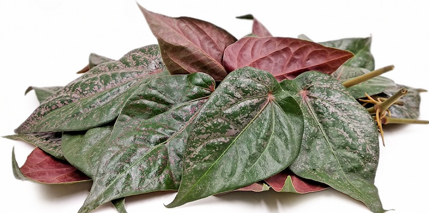 Tidak Hanya Sebagai Tanaman Hias, Ternyata Sirih Merah Memiliki Banyak Khasiat Tidak Hanya Sebagai Tanaman Hias, Ternyata Sirih Merah Memiliki Banyak Khasiat